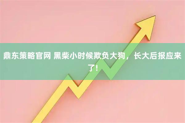 鼎东策略官网 黑柴小时候欺负大狗，长大后报应来了!