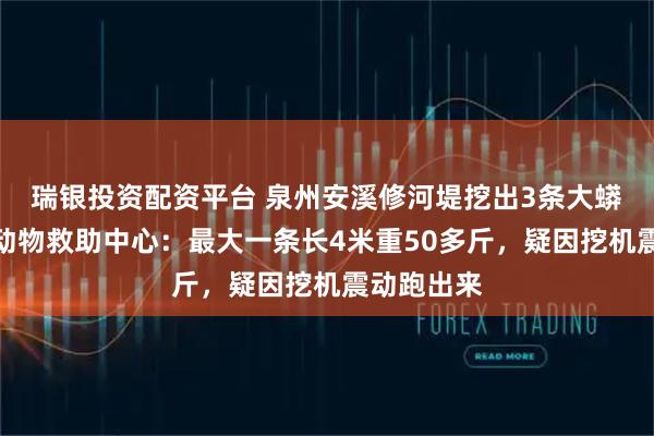 瑞银投资配资平台 泉州安溪修河堤挖出3条大蟒蛇，野生动物救助中心：最大一条长4米重50多斤，疑因挖机震动跑出来